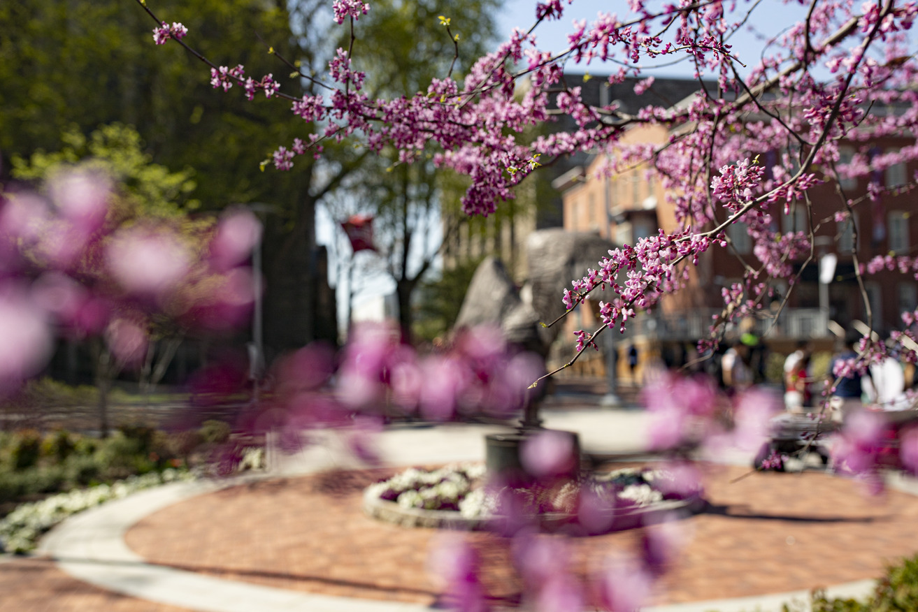 Founder's Garden and O'Connor Plaza out of focus with pink flowers surrounding