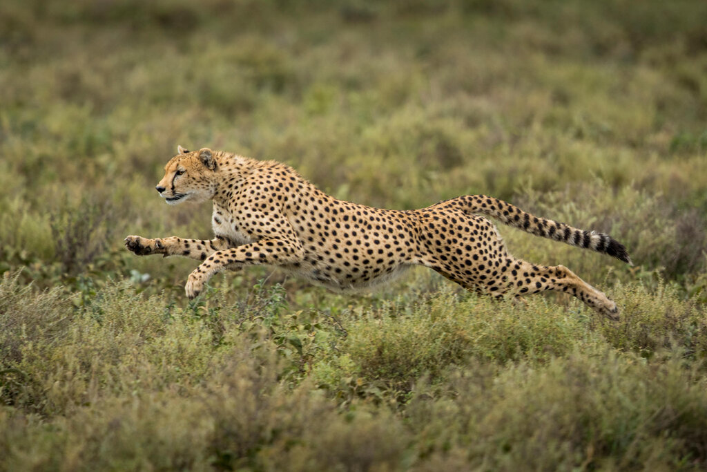 Like cheetahs, ancient ocean creatures may have moved with a gallop